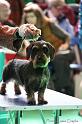 Crufts2011_2 851